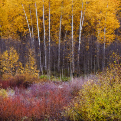 In the fall in Colorado, the meadow of purplish-red scrub brush sits in front of vibrant yellow aspen trees at sunset.