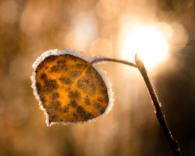 An aspen leaf is seen up close  hanging on a branch with frost around the edges and a blurred background with the sun shining and lighting up the frost and leaf