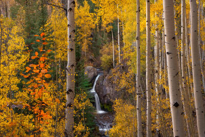 A two-level waterfall is framed by aspen tree trunks and trees in fall colors of orange and yellow.