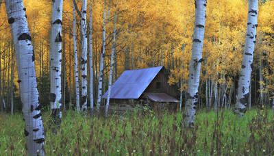  Cabin