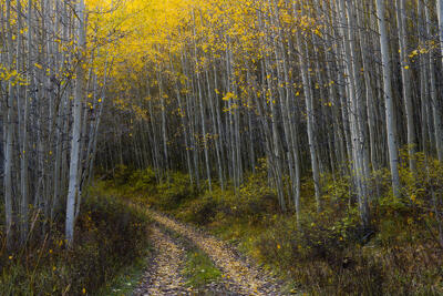 Two track dirt road with grass growing up the middle of it curves into the aspen grove with many white-trunked aspens topped with vibrant yellow leaves.
