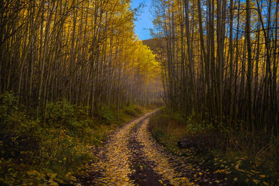 Two track dirt road with grass growing up the middle of it curves into the aspen grove with many white-trunked aspens topped with vibrant yellow leaves and leav