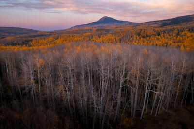 Fall color aspens with mountain at sunset.