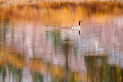 A goose sits on a pond that is reflecting fall color aspen trees and the goose itself in Colorado.
