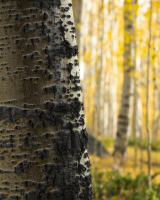 Colorado's Forest Details