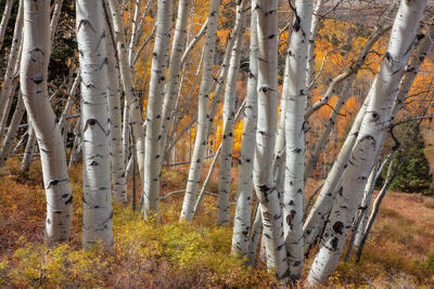 Aspen tree trunks are grouped together yet leaning on each other with yellow and orange leaves in the brush and on the trees in the distance as fall hits colora