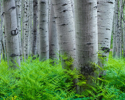 Green ferns grow around white aspen tree trunks.