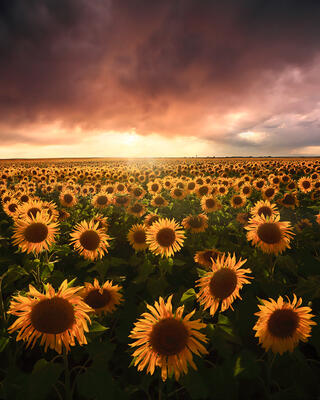 Field of sunflowers with the sun setting in the distance.