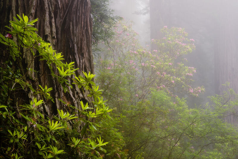 Very large redwood tree trunk is seen on the left with bright green rhododendron plants with pink flowers on the right and fog throughout the background. 
