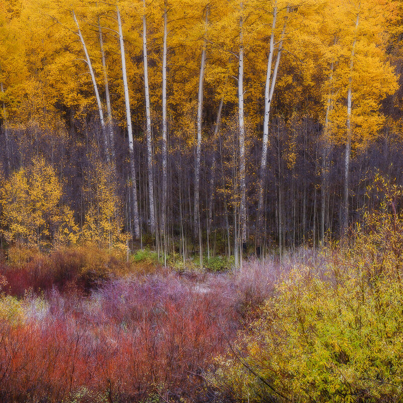 In the fall in Colorado, the meadow of purplish-red scrub brush sits in front of vibrant yellow aspen trees at sunset.