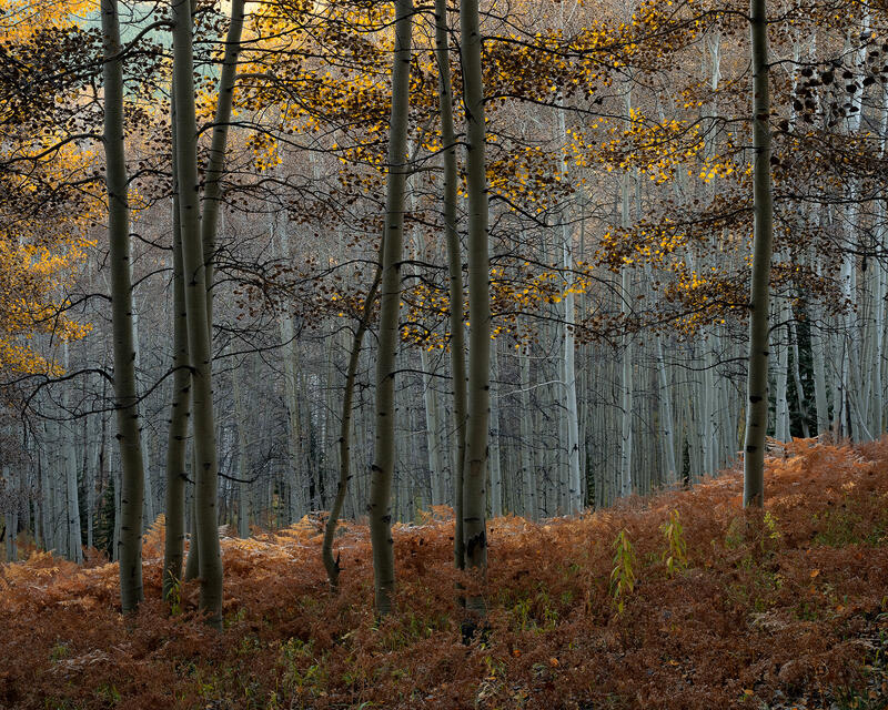 Dusk Aspens