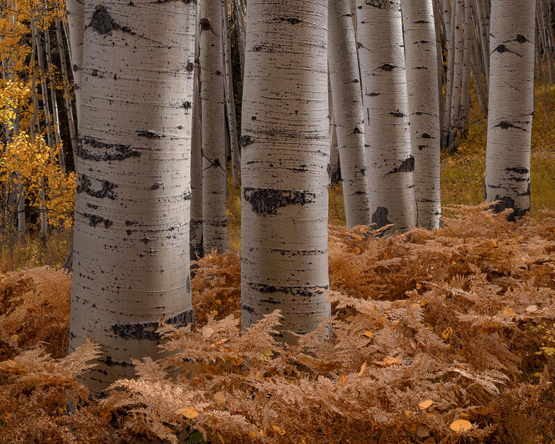 Stout Grove
