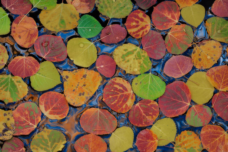 Autumn's Collage print