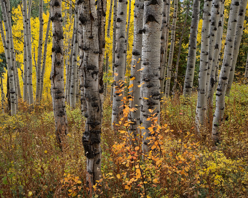 Textured aspen trunks stand in layered formation amid golden Colorado fall foliage.