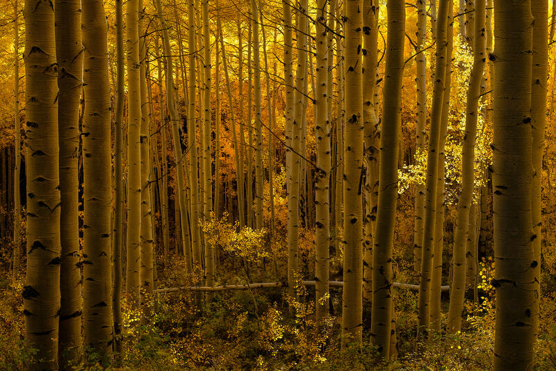A glowing aspen grove fills the frame with golden light in Colorado autumn.