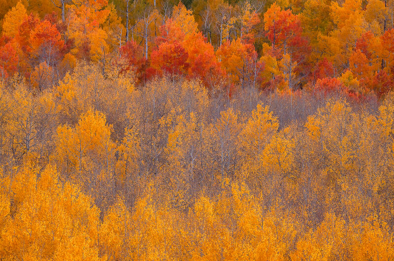 Golden aspens rise beneath fiery red foliage in a richly layered Colorado autumn scene.