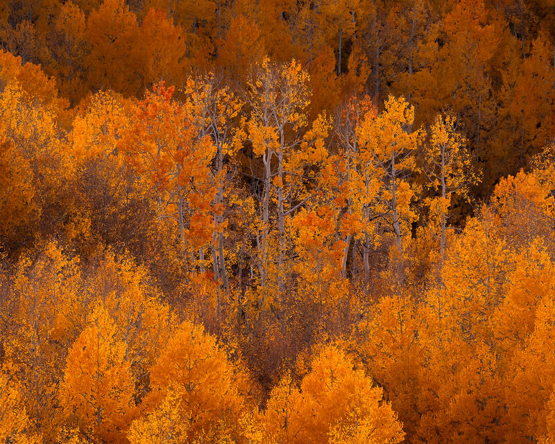 A Colorado mountainside burns in brilliant orange and gold during peak fall color.