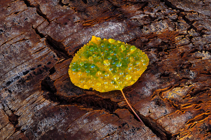 Autumn Relic print