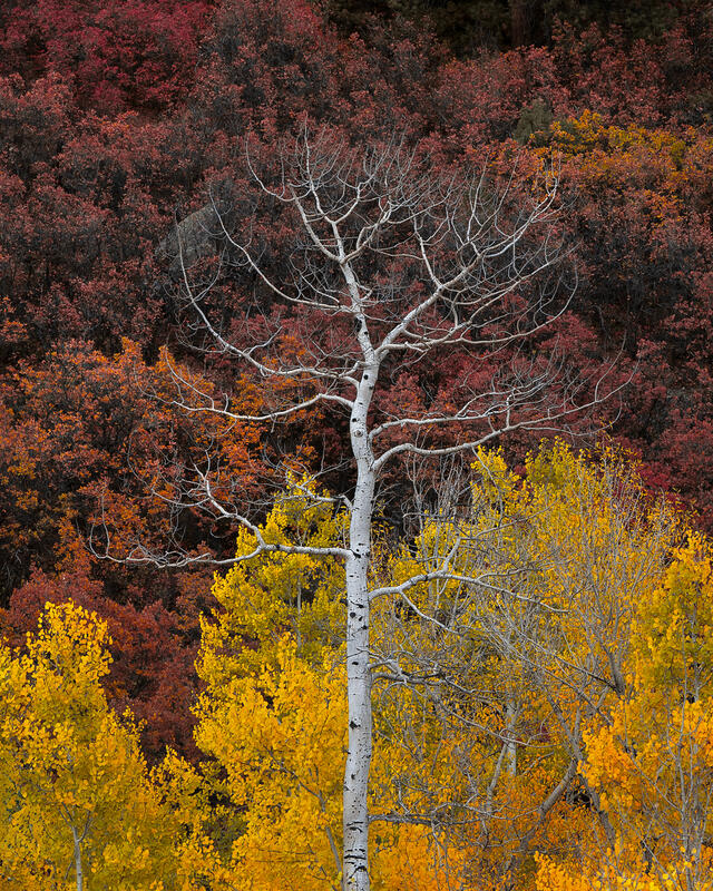 A lone white aspen stands against a hillside of crimson and golden fall foliage in Colorado.