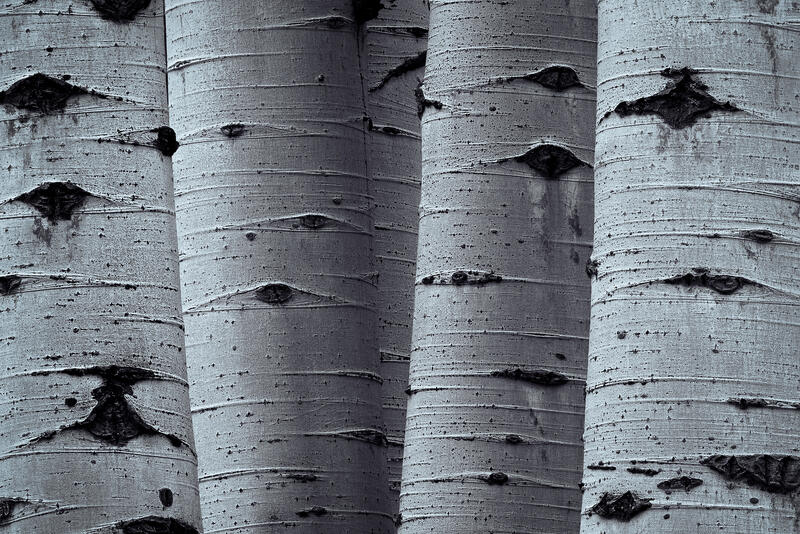 A minimalist study of Colorado aspen bark highlights texture, rhythm, and sculptural forest detail.