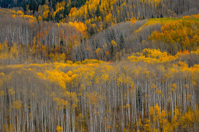 Rolling bands of golden aspens sweep across a Colorado mountainside in layered autumn light.