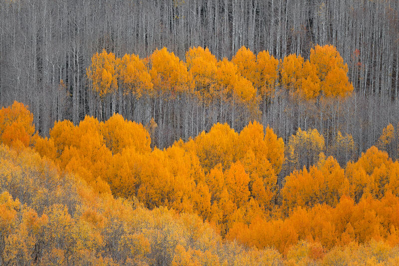 Bright bands of autumn aspens contrast against bare Colorado forest layers.
