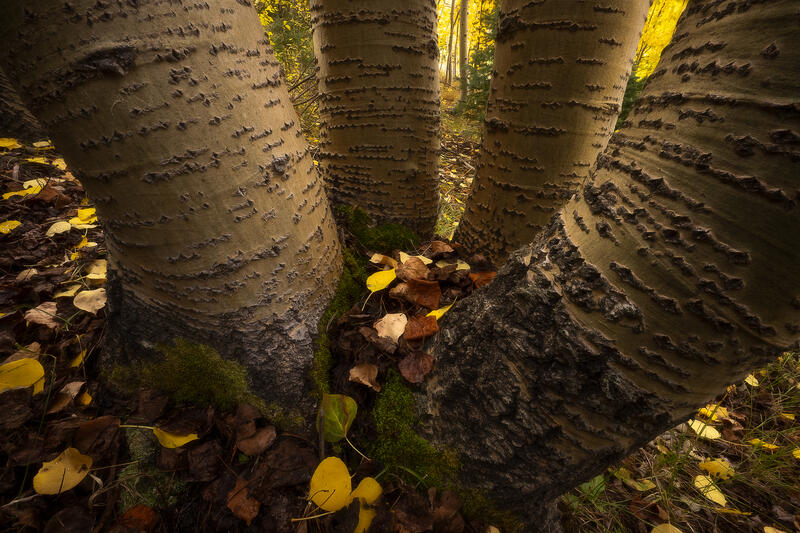 extured Colorado aspen trunks rise from a moss-covered forest floor layered with fallen autumn leaves.