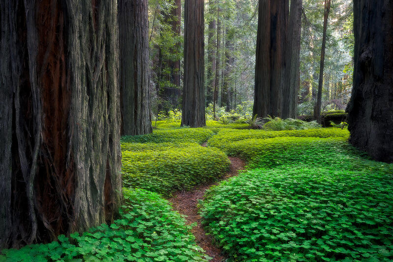Redwoods Ave print