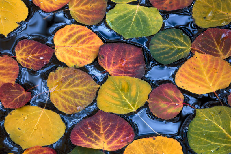 Close up image of aspen leaves of all colors, red, orange, yellow, and green, float on top of water.
