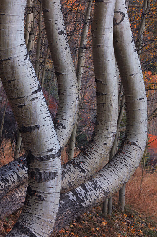 Curvy Aspens print