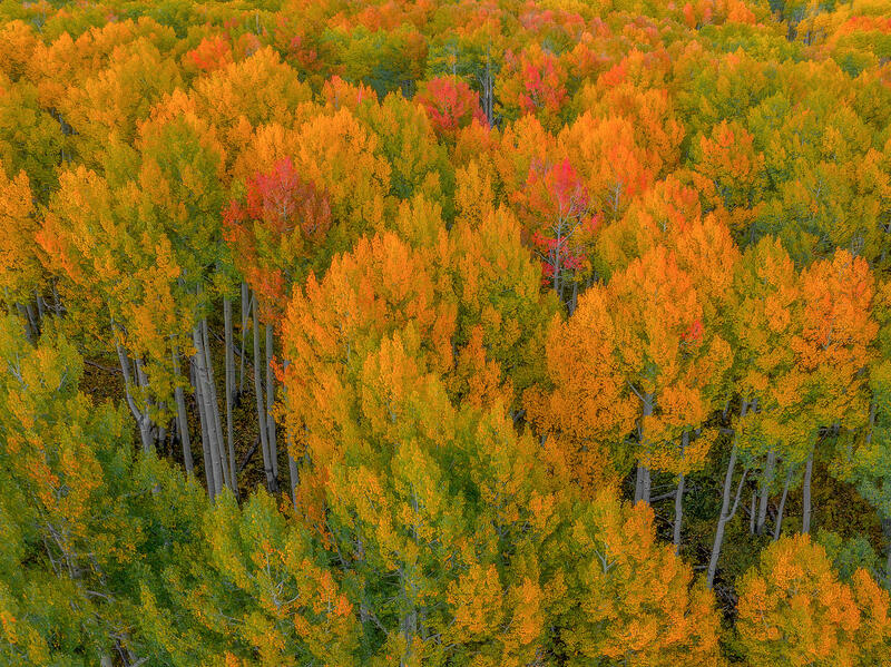 Flaming Canopy