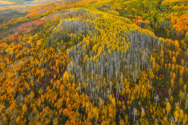 Aerial layers of golden Colorado aspens create an intricate tapestry of autumn color and pale trunks.