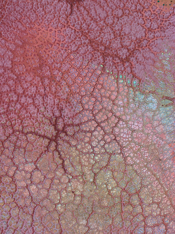 An abstract aerial of pink mineral formations resembling floral and cellular patterns across the earth.
