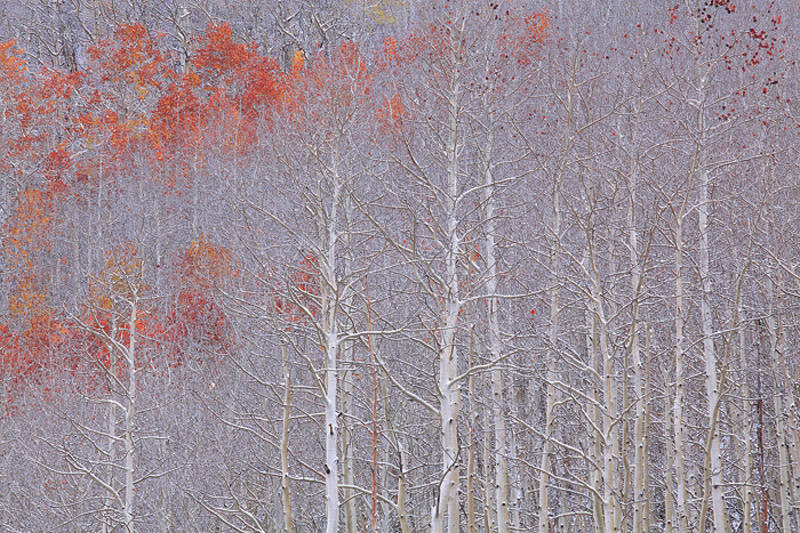 Ruthless Winter print