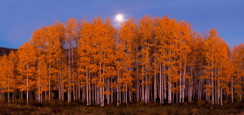 Moon shines just over the top of an aspen grove shortly after sunset which makes the yellow aspen trees glow.