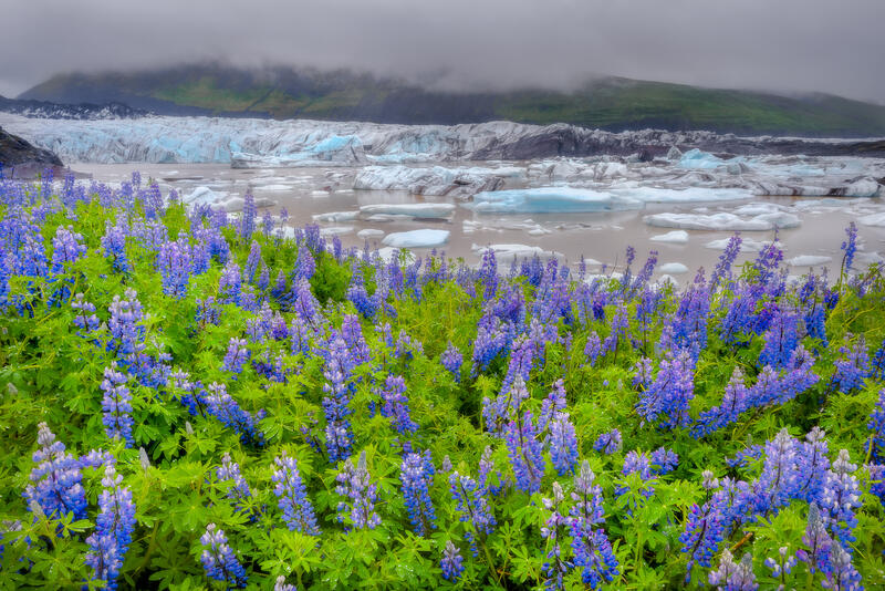 Lupine & Iceberg's print