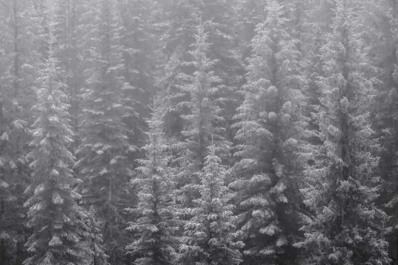 Spruce trees are covered in snow highlighting every detail of the branches and needles with a gentle fog over the scene.