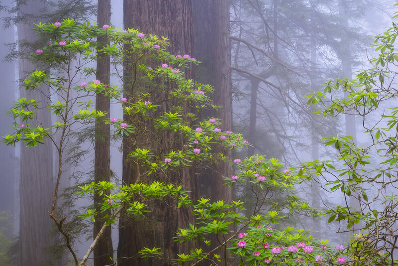 Redwood Forest Images For Sale | Fine Art Landscape & Nature Photography