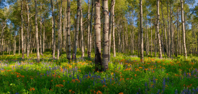 White aspen tree trunks rise out of the forest floor filled with purple and orange wildflowers while the sun shines spotlights throughout the scene.