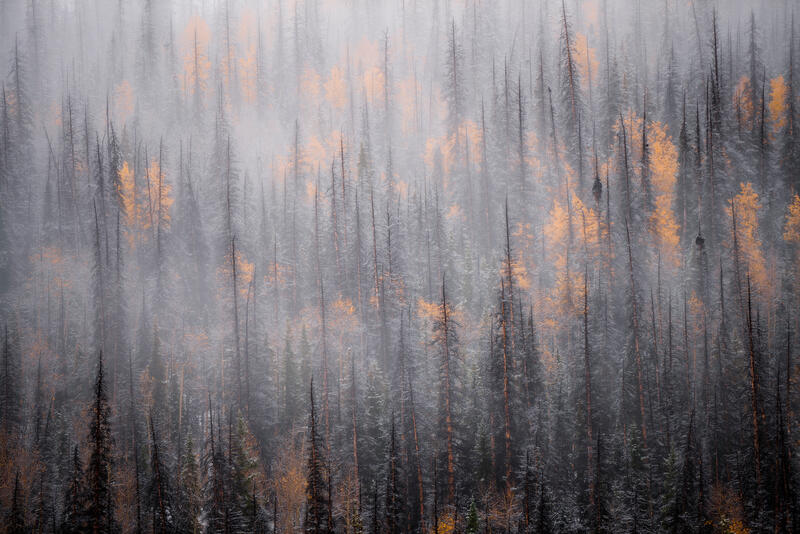 Spruce forest and yellow aspen trees down below with fog throughout the scene creates an ominous scene.