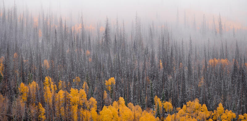 Viewed from on the ridge above, fog sits in the forest of spruce and bright yellow aspen trees that have been lightly covered with snow.