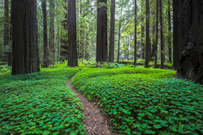 Emerald Footpath print