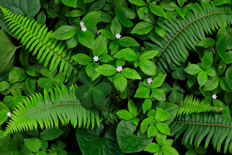 Emerald Bouquet