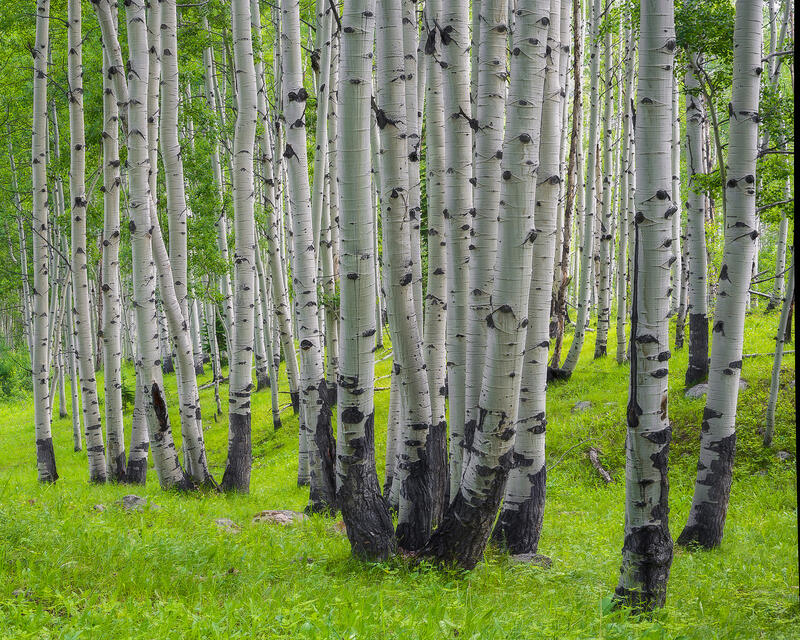White-trunked aspen trees grow in small groups of two or three out of the bright green forest floor of grass. 