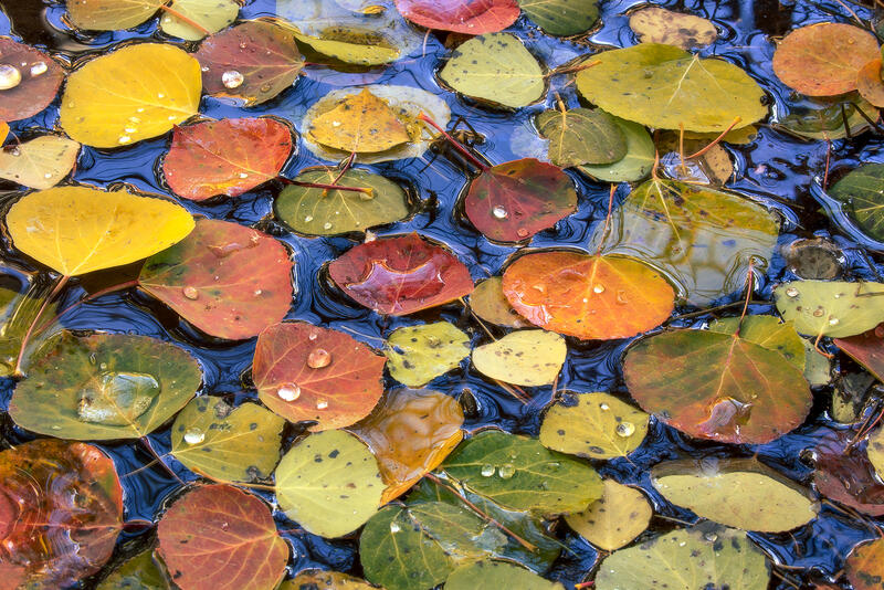 A collection of fall colored aspen leaves sits on top of water with droplets of water on top of some of the leaves. 
