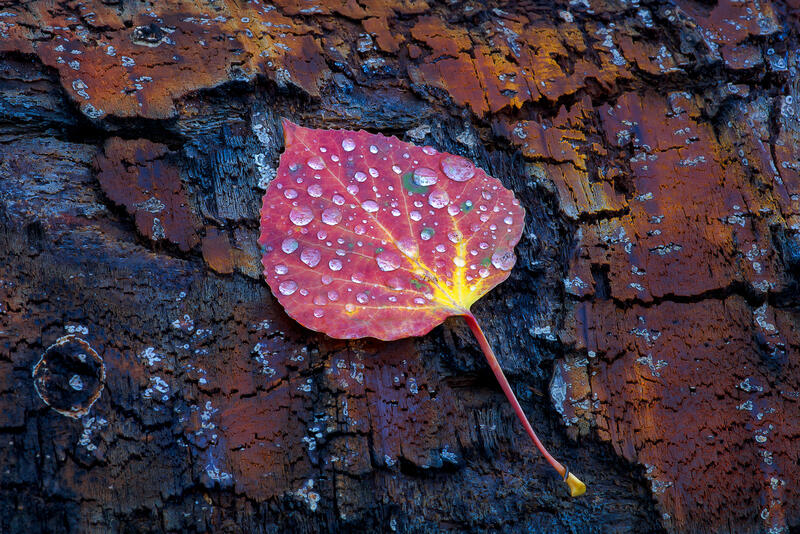 A single red aspen leaf with rain drops on top of it sits on a fallen tree with colors of orange and red glistening in the bark. 