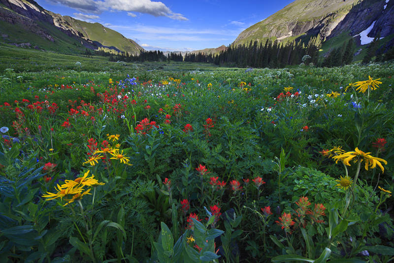 Ice Lake Wildflower Show print