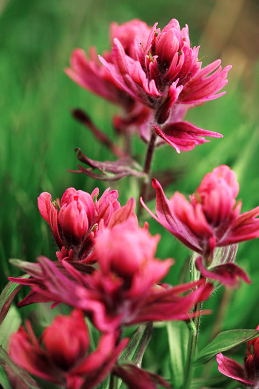 Red Paintbrush print