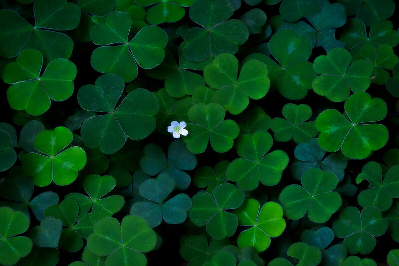 Secret Floret