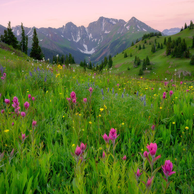 Pink hues of sunset are in the sky behind mountains that sit behind the spruce trees and meadow of pink and purple wildflowers.